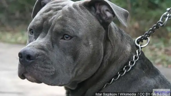 Pitbull severely raped and hanged by its owners